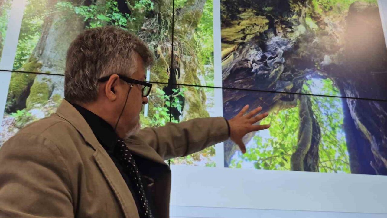 Tesadüfen bulunan ağaç 640 yaşında çıktı