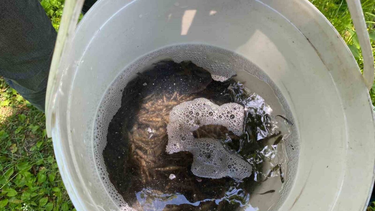 Trabzon’da 15 bin alabalık yavrusu suyla buluşturuldu