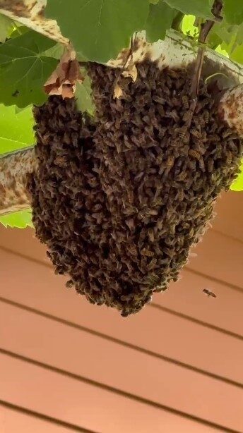 Trabzon’da evin girişini arılar bastı; anne, tencere kapaklarıyla çocuklarını korudu