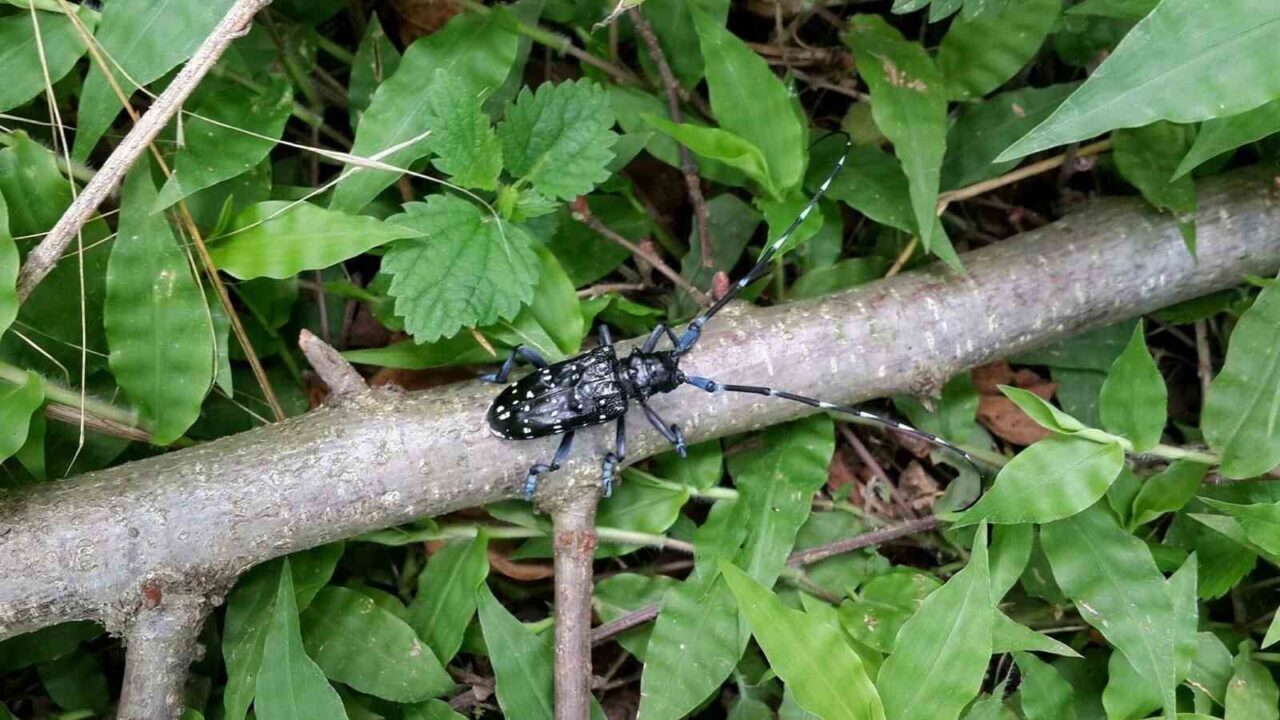Trabzon’da zararlı böceğe karşı kimyasal mücadele başladı