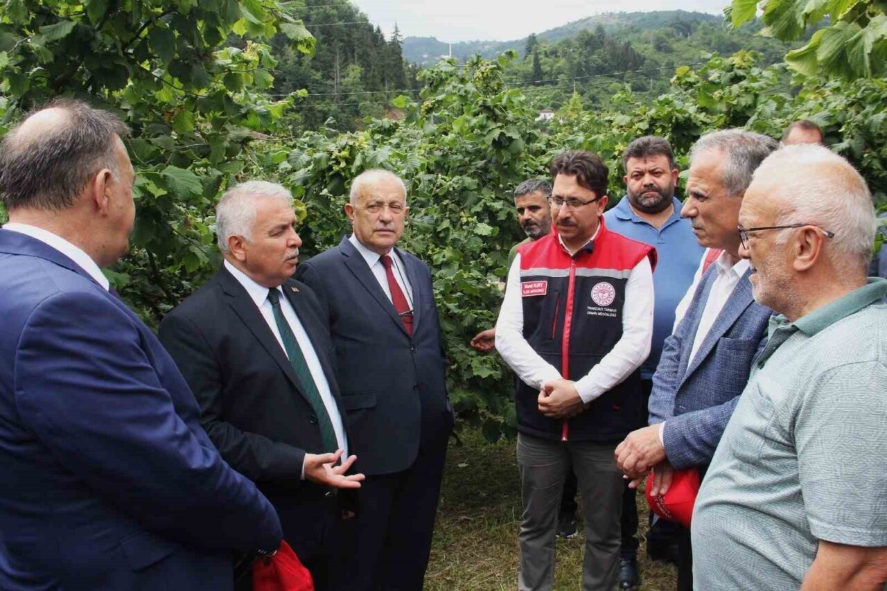 Vali bile bahçeye inmeyen fındık üreticisine sitem etti