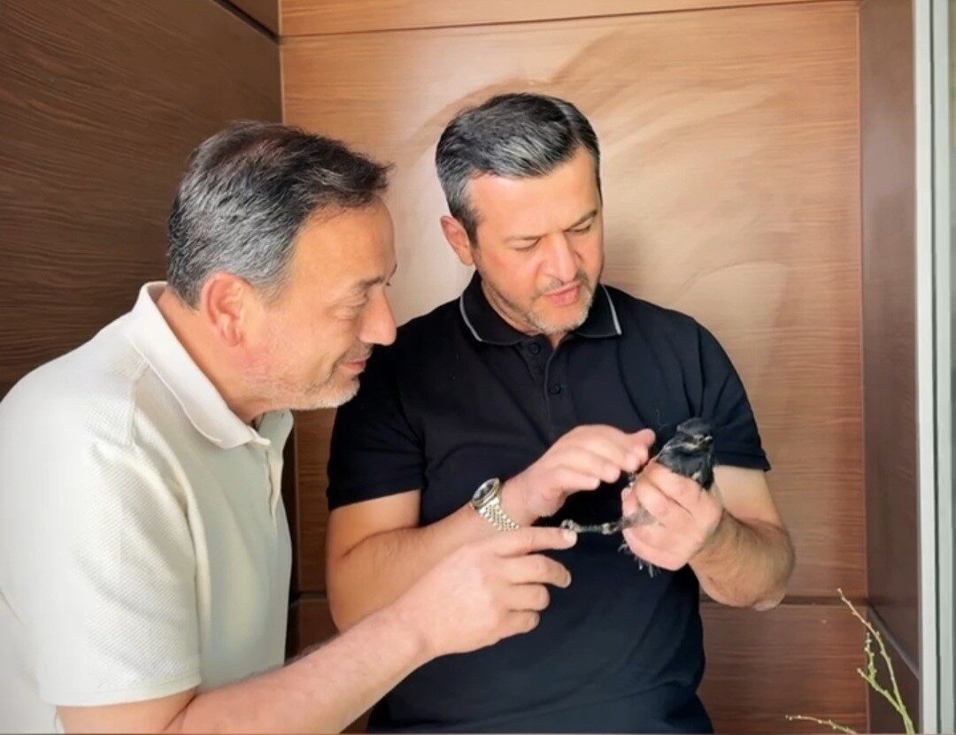 Yangından yaralı kurtarılan saksağana belediye başkanı makamında bakıyor