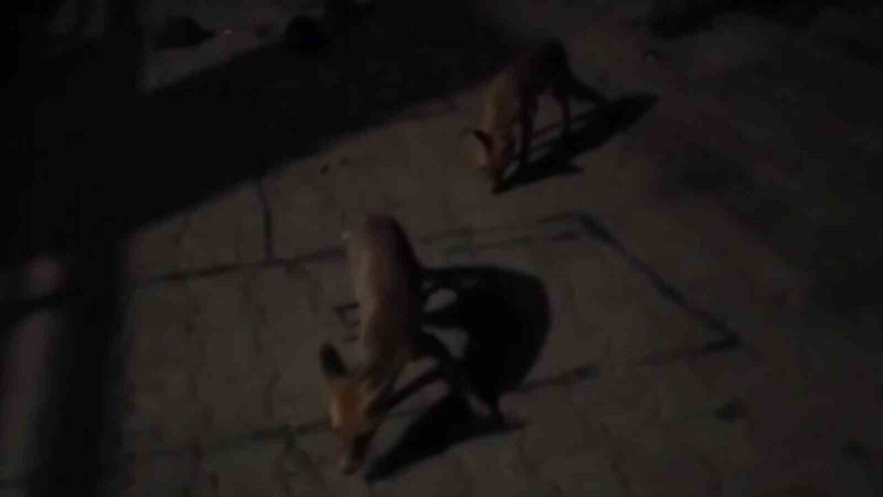 Amasyalı çiftçiden aç kalan tilkilere pasta, kirpilere fıstık