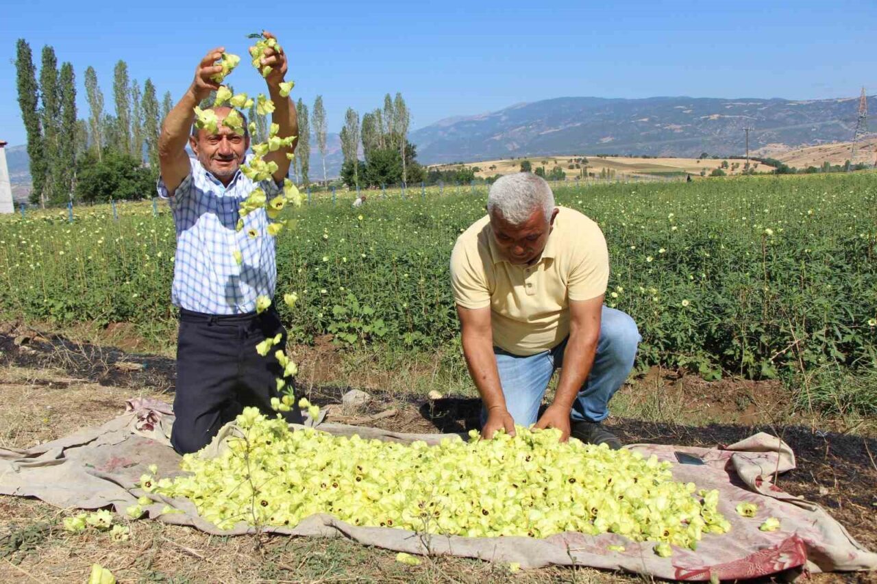Amasya’nın tescilli bamyasına Afrika’dan rakip çıktı