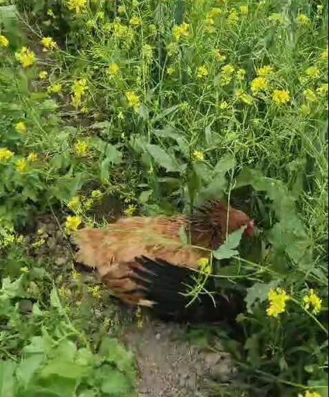 Anne tavuk aslan kesildi: Kargayı gaga darbeleriyle yaralayıp yavrularına kalkan oldu