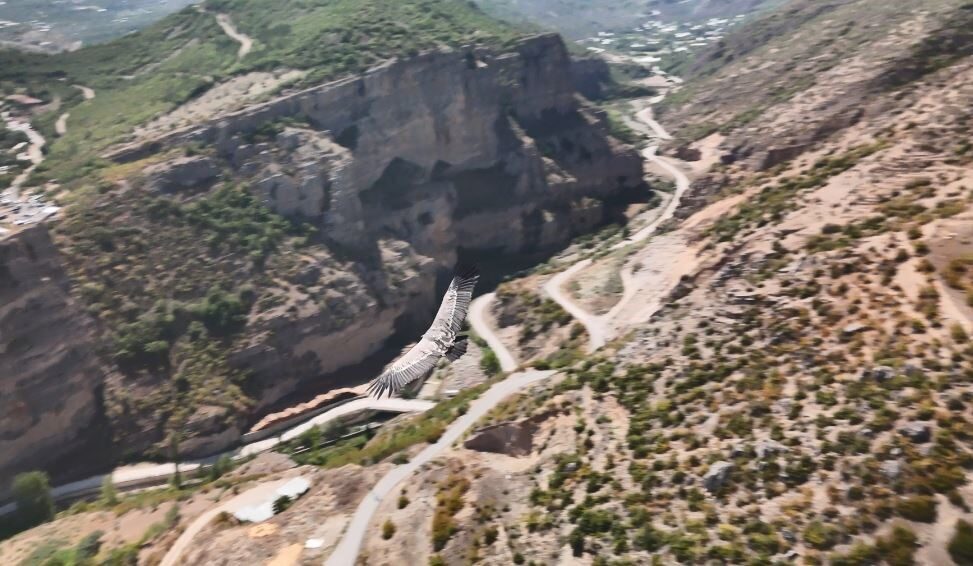 Artvin’de dron kamerasına akbaba takıldı