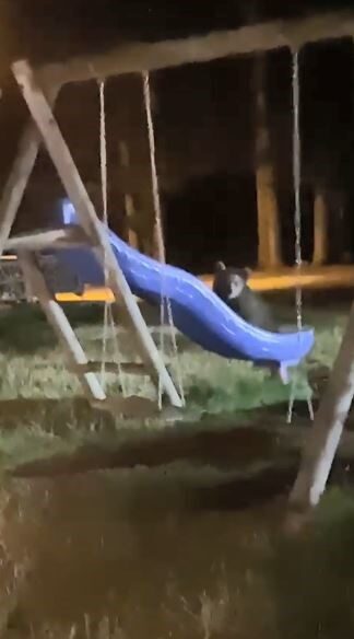 Artvin’de yavru ayıların kaydırak merakı