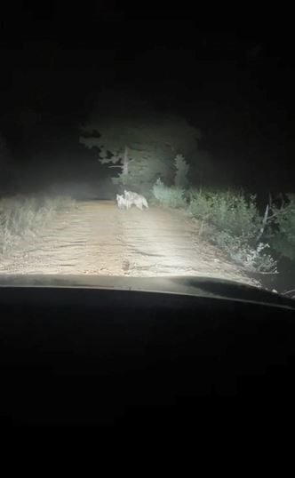 Artvin’de yayla yolunda ayı ve yavrusu görüntülendi, anne ayı araca saldırdı