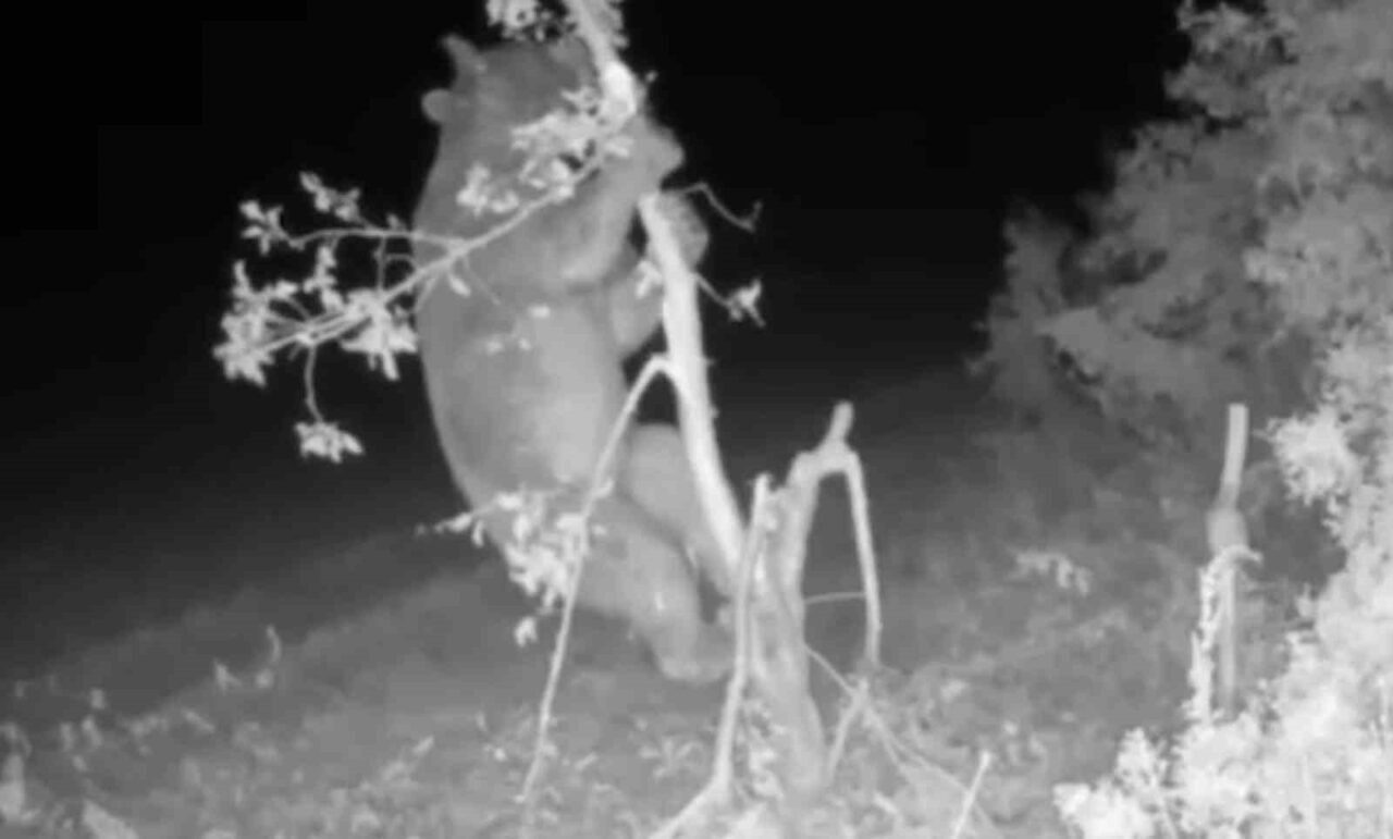 Ayı girdiği bahçede meyve için ağacı talan etti