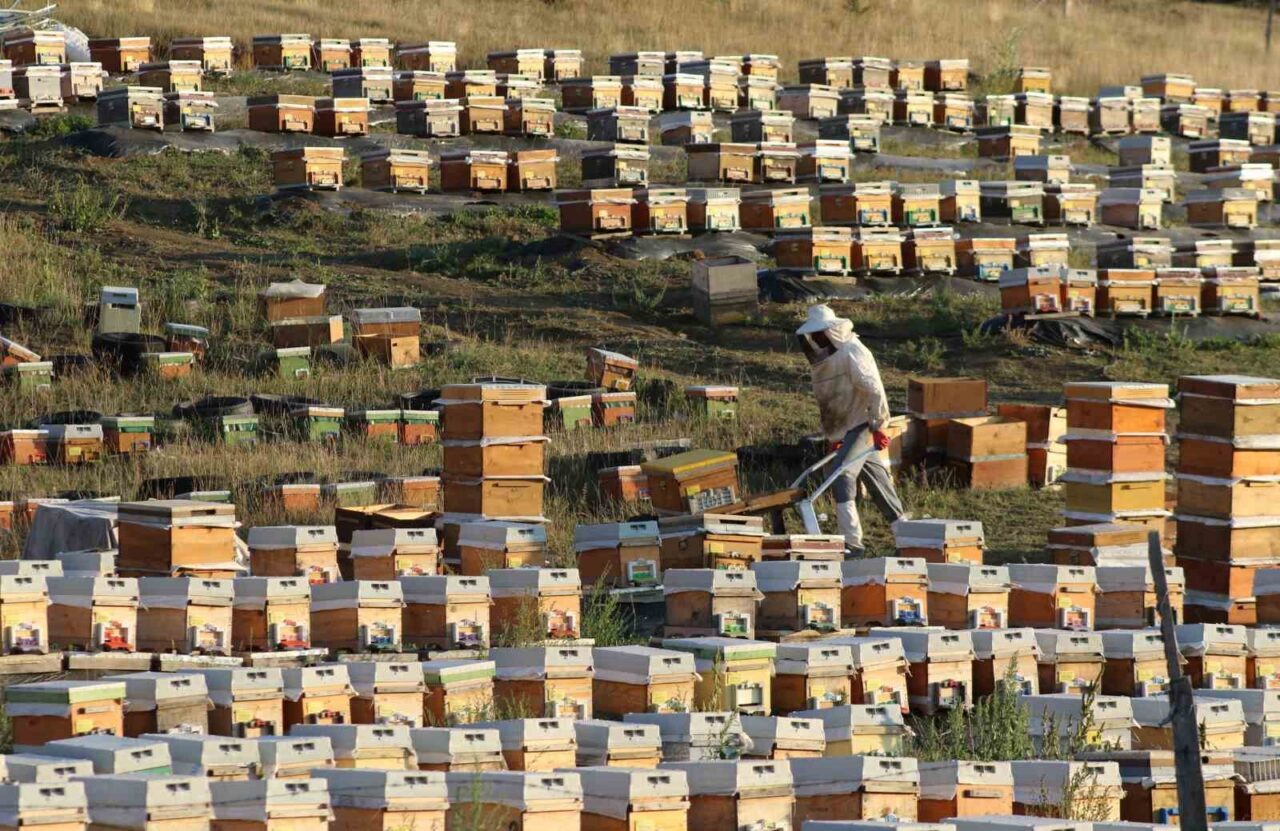 Bayburt’ta bal hasadı sezonu başladı