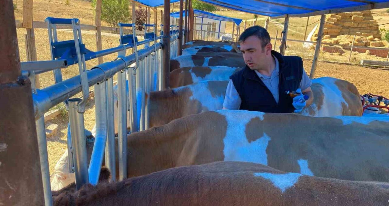 Bayburt’ta sonbahar dönemi şap aşılama kampanyası başladı