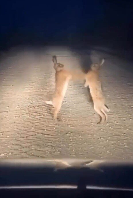 Boks maçını aratmayan anlar: Bayburt’ta iki yaban tavşanı kavga ederken görüntülendi