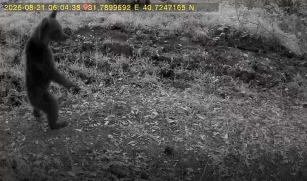 Bolu’da anne ayı ve 3 yavrusu görüntülendi