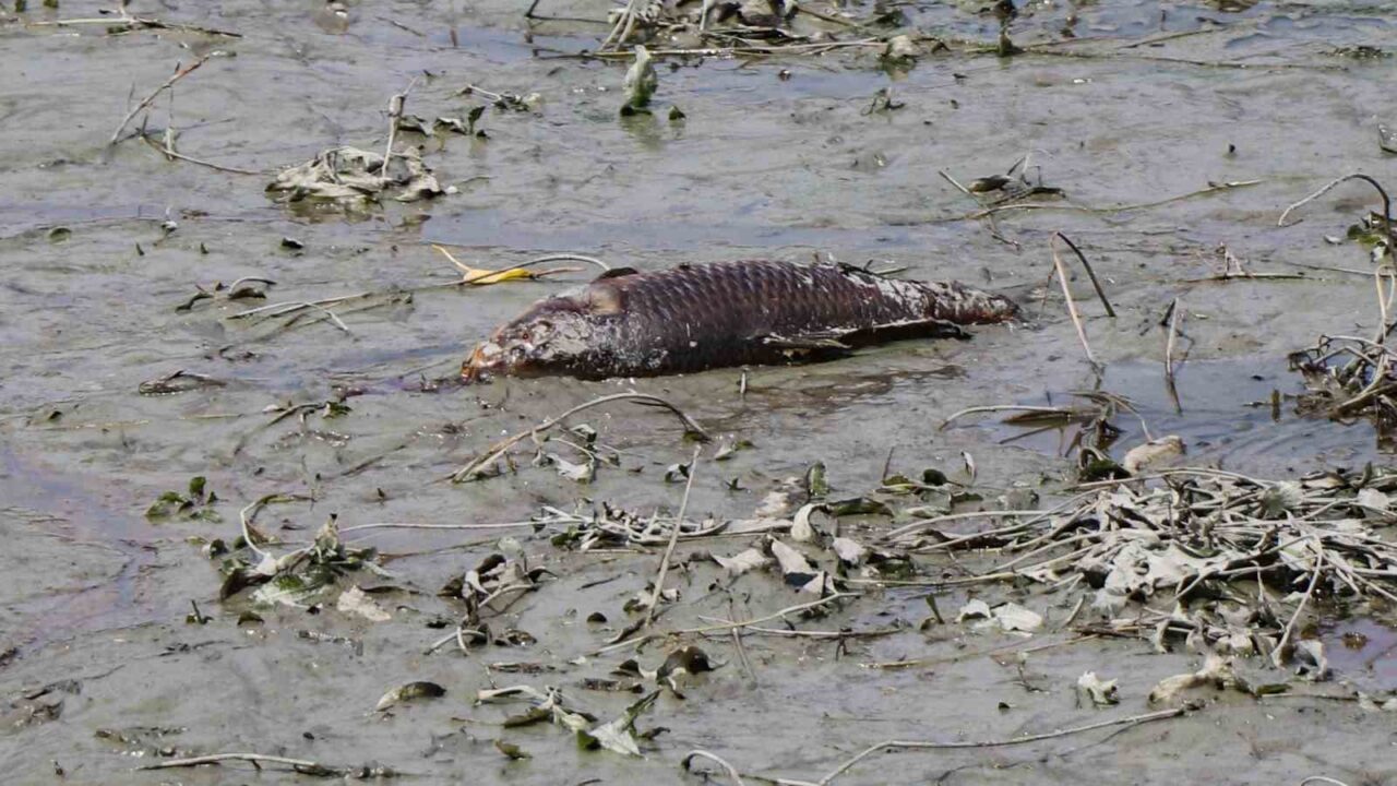 Bolu’da balık ölümlerinin yaşandığı gölde ekipler inceleme yaptı