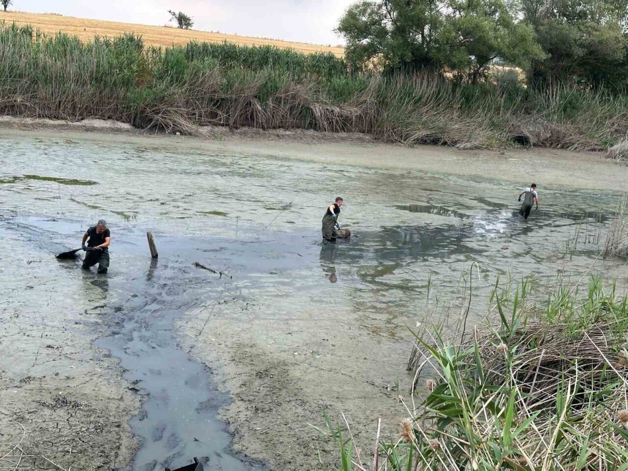 Bolu’da, kuruyan gölette mahsur kalan balıklar kurtarıldı