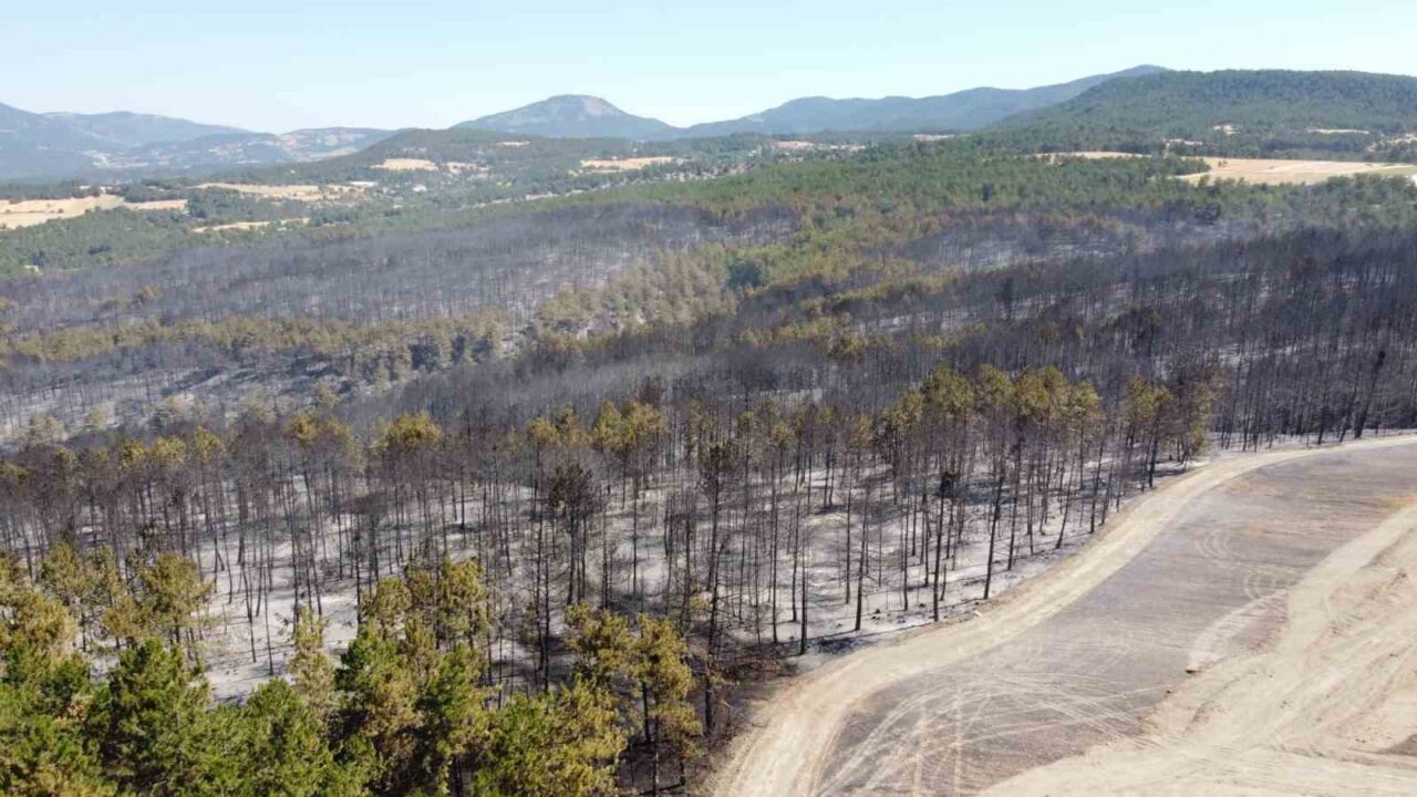 Bolu’daki orman yangınıyla ilgili 1 kişi tutuklandı