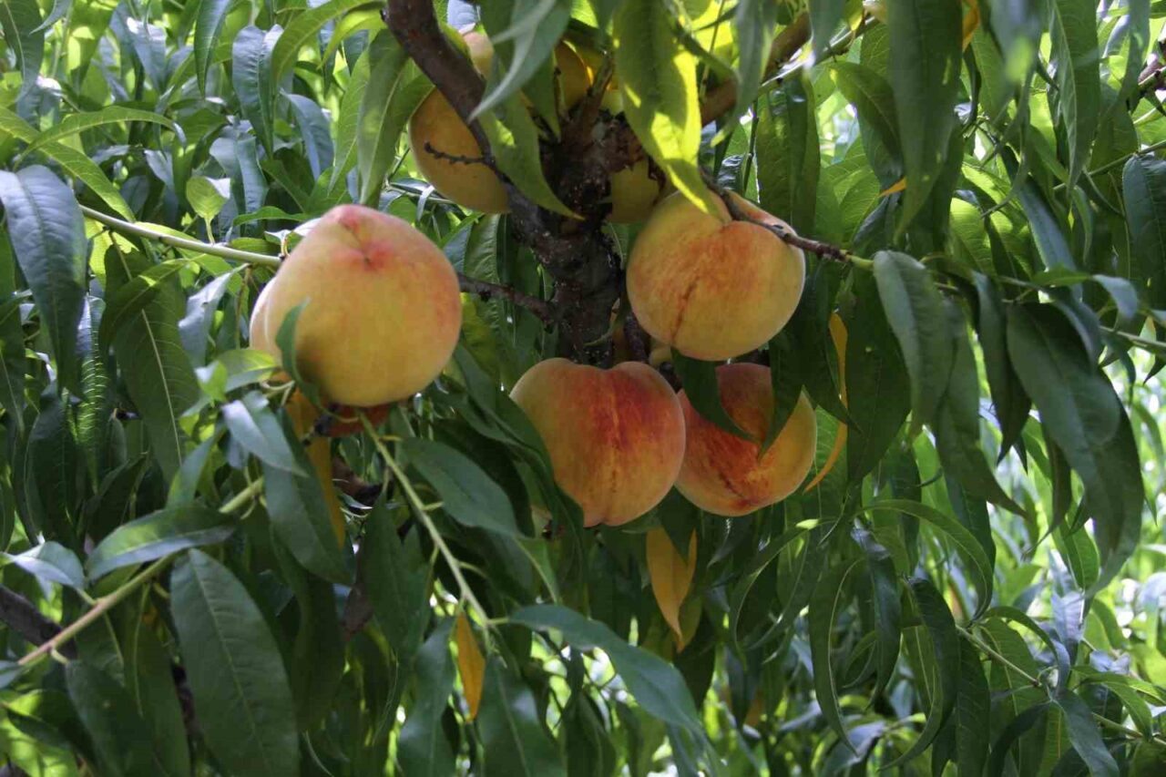 Çarşamba şeftalisinde hasat zamanı