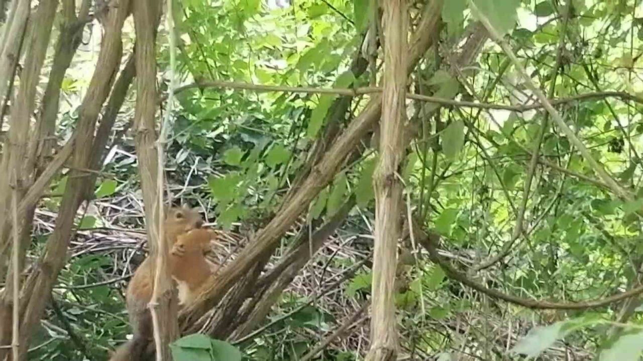 Davetsiz misafire böyle seslendi: "Sincap kardeş ekmeğimi niye çaldın"