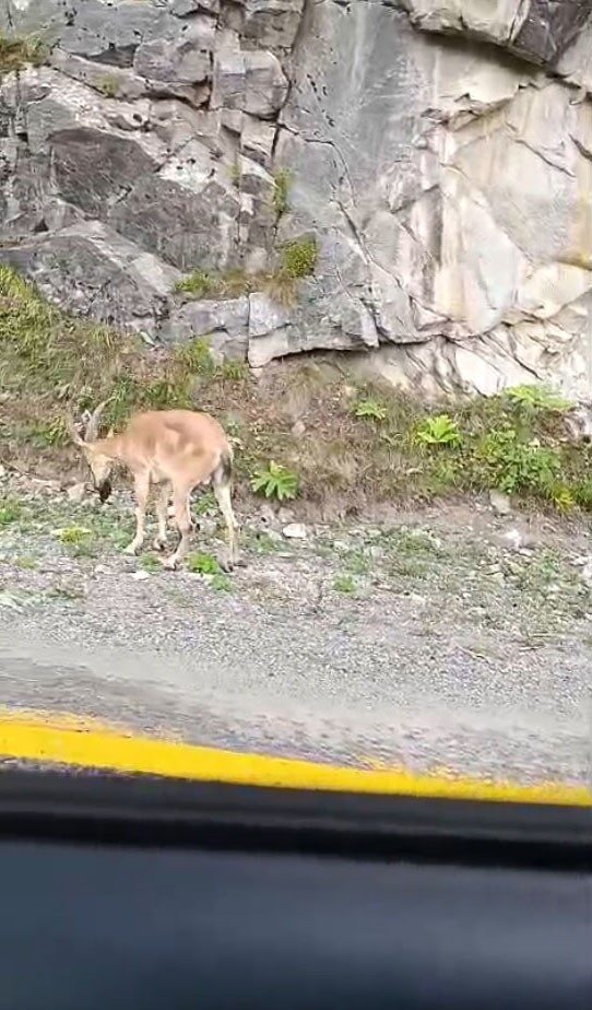 Dereli-Şebinkarahisar karayolunda sürücülere yaban keçisi sürprizi