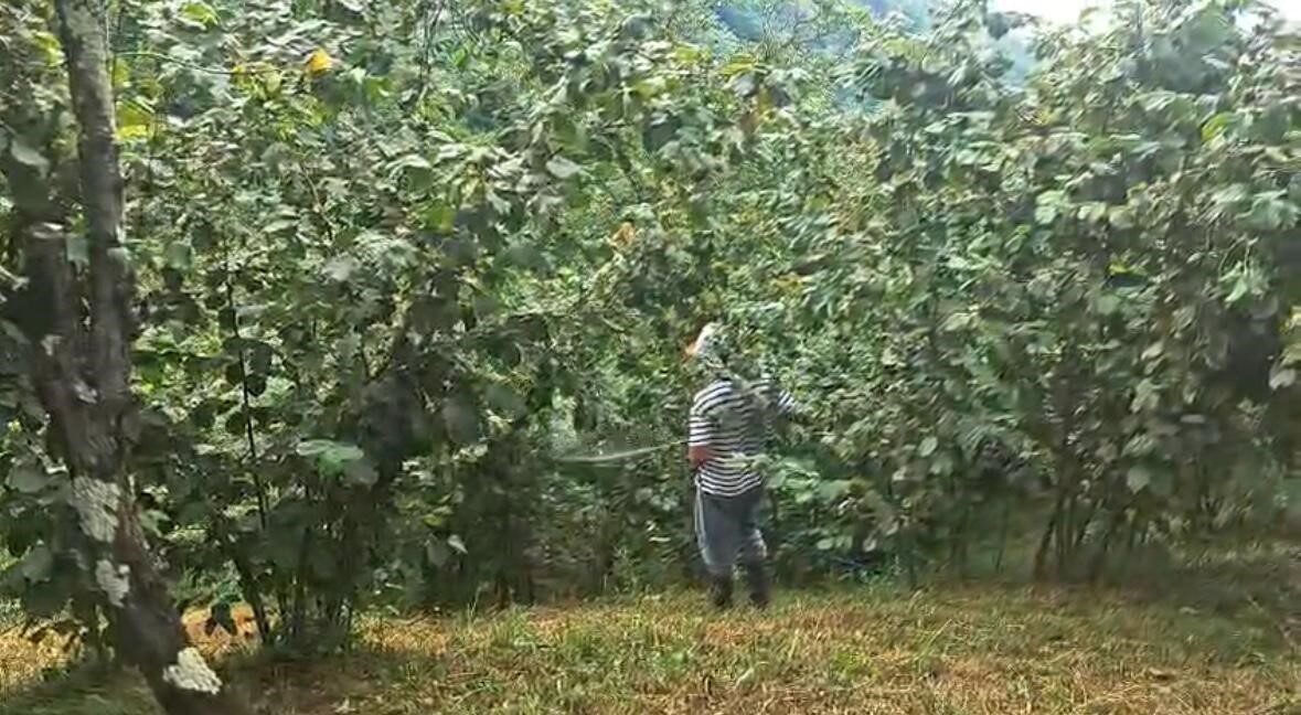 ‘Drakula’ bahçeleri kuruttu, 4 bin 100 dekar alandaki fındık ağaçları söküldü