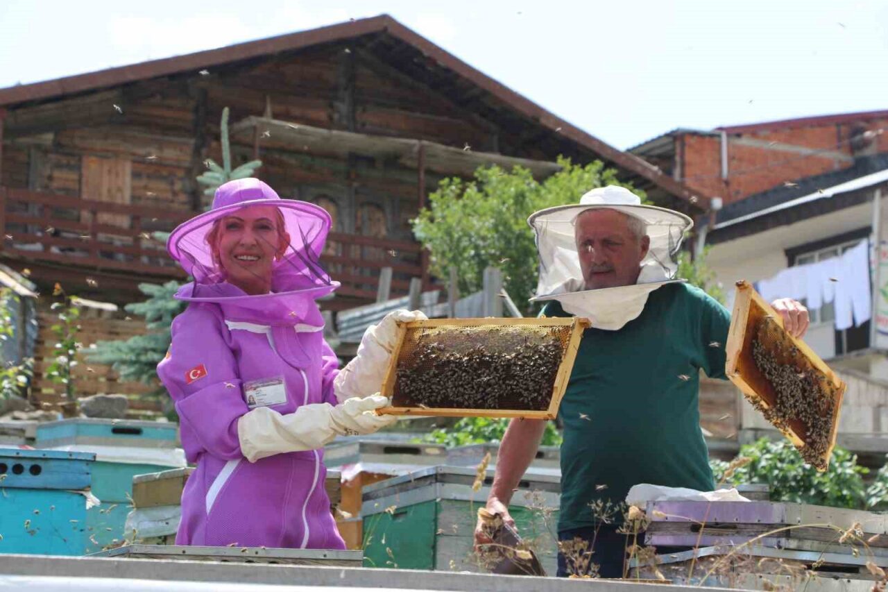 Dünyaca ünlü Anzer balında referans kovanlarında sağım gerçekleşti