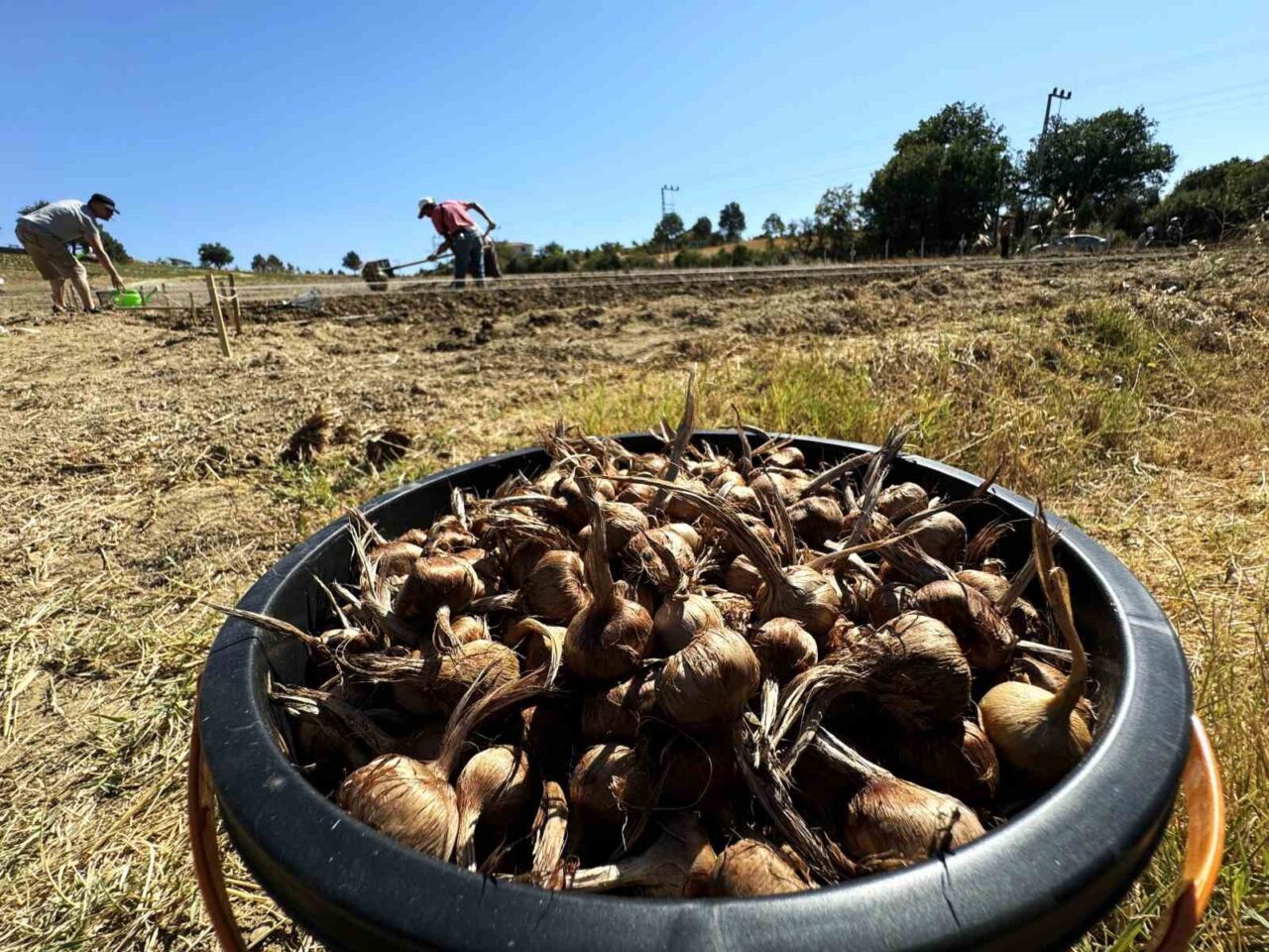 Dünyanın en pahallı baharatı Safran toprakla buluşuyor