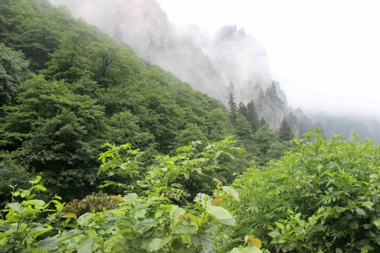 Eşini öldürdükten sonra ormanlık alana kaçan cinayeti zanlısını arama çalışmaları sürüyor