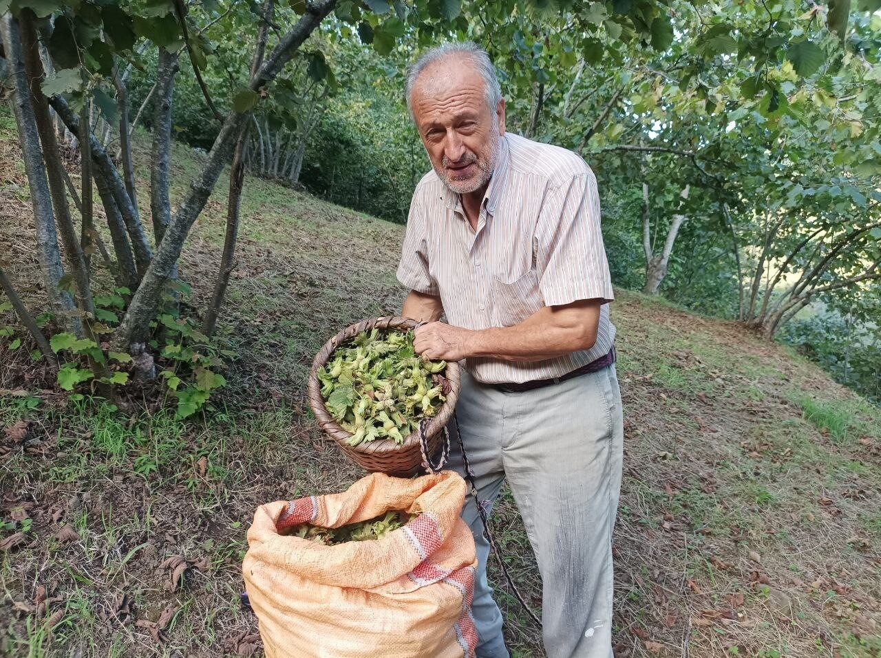 Giresunlu fındık üreticisinin umudu serbest piyasa