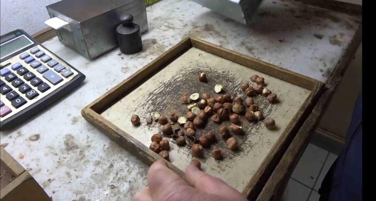 Giresunlu fındıkçıdan randımana göre fındık fiyatını hesaplayan yazılım