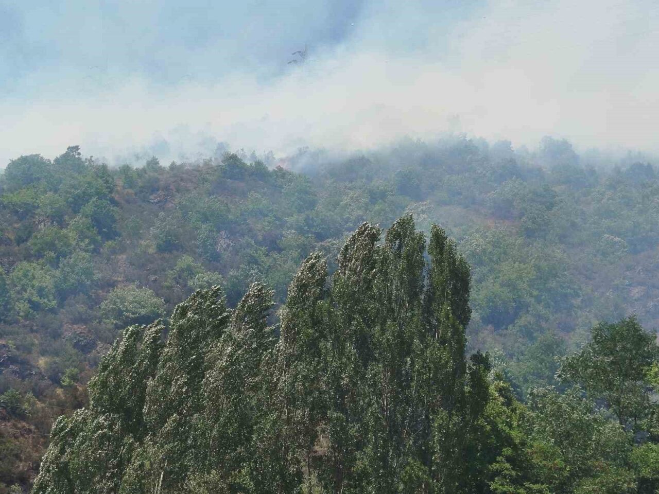 Gümüşhane’de ağaçlık alanda yangın