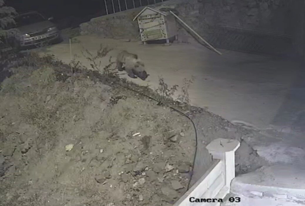 Gümüşhane’de ayı, kedilere bırakılan mama kabına dadandı