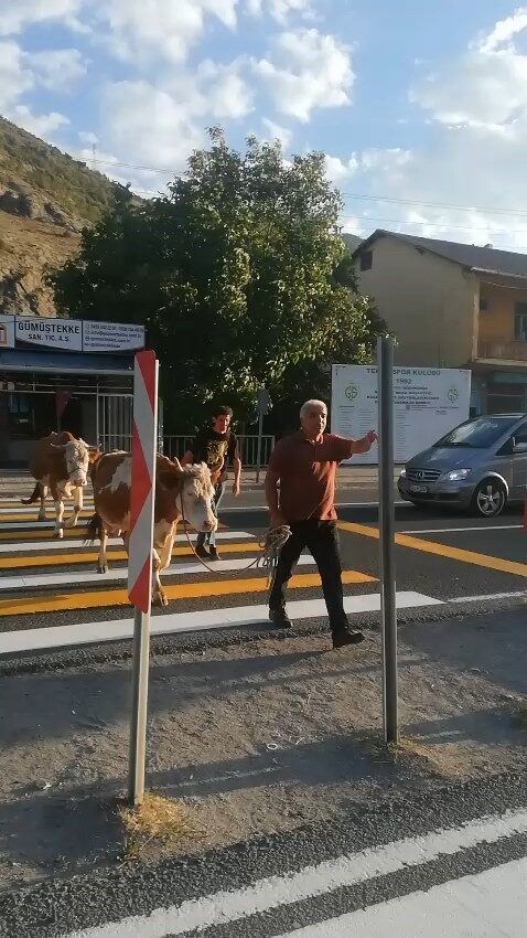 İnekler yaya geçidini kullandı, sahibi "Mecburen" dedi