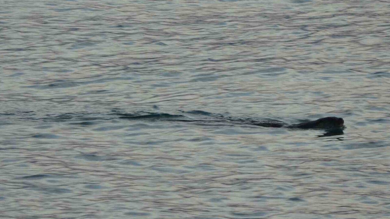 Karadeniz’de sık görülmeleri vatandaşları tedirgin etmişti, uzmanı konuştu