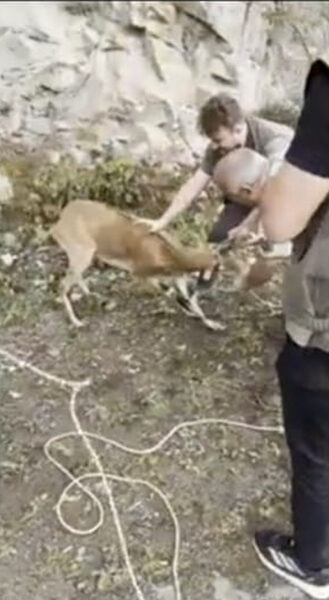 Milli Parklar’ın fendi dağ keçisinin inadını yendi