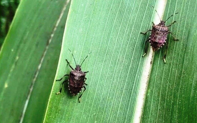 Mısırda kahverengi kokarca ilaçlama zamanı