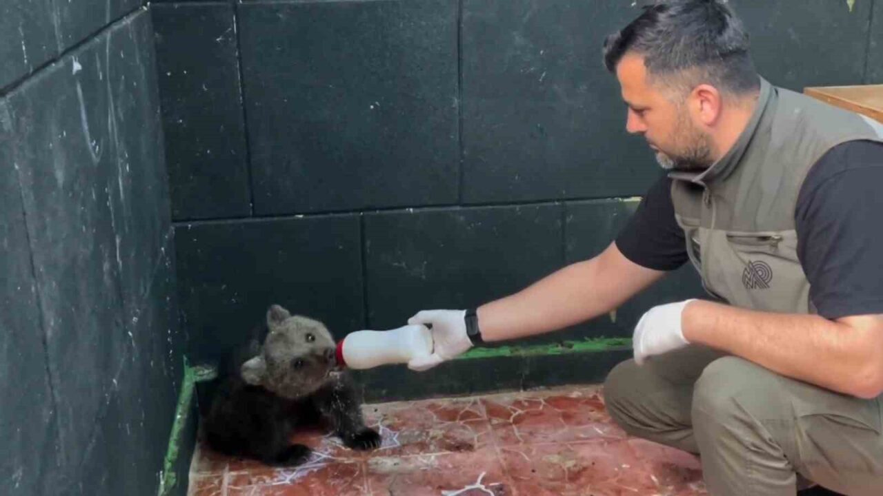 Öksüz ayı Sinop’ta kurtarıldı, hayatına Zonguldak’ta devam edecek