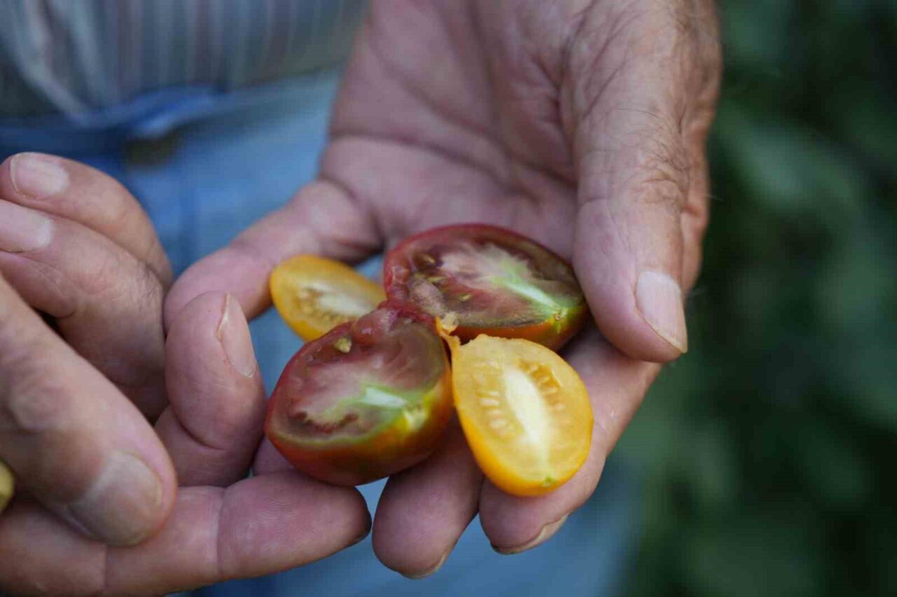 ‘Olmaz’ denileni yaptı: Samsun’daki evini tropikal bahçeye çevirdi