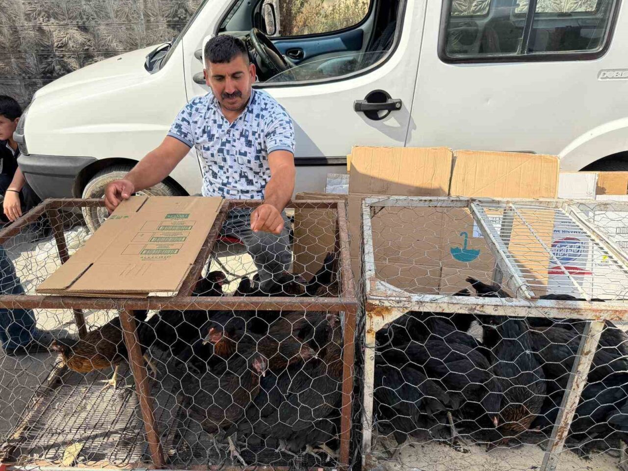 Palet üzerinde yatan tilkilere sitem etti: "Tüm gün yatmak olmaz, kümeslerden tavuk çalın"