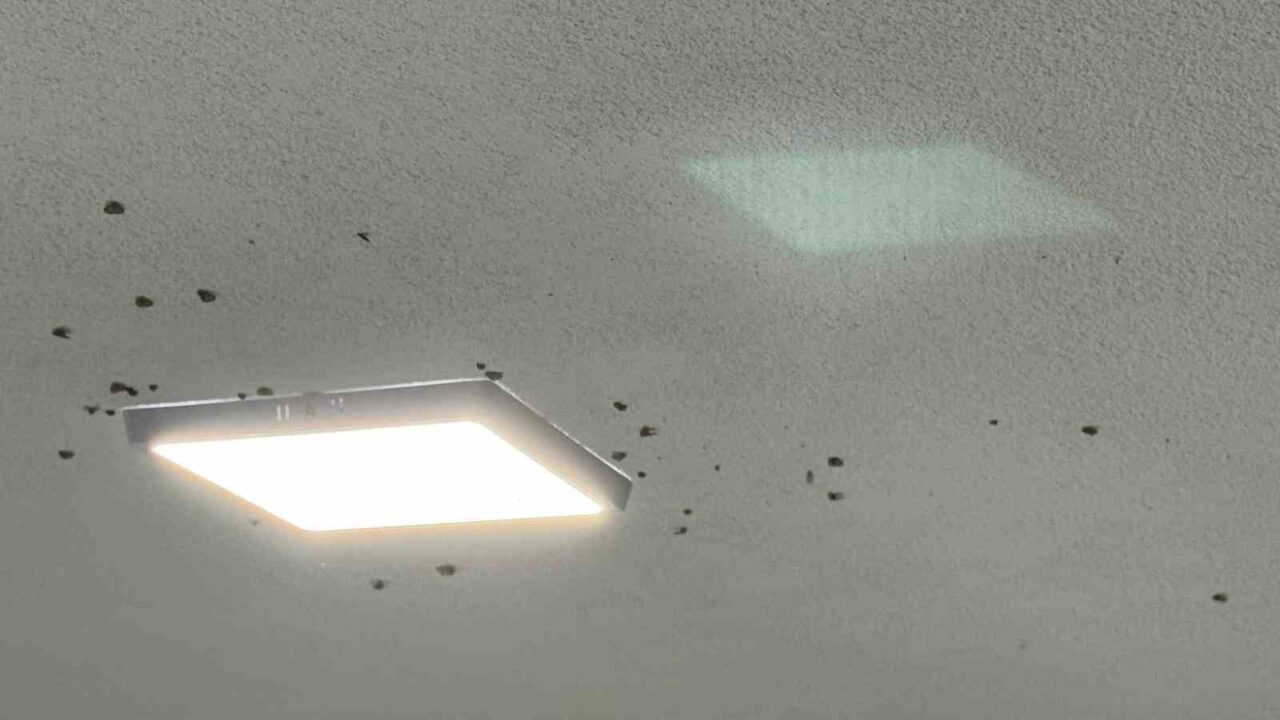 Rize’de bahçelerden sonra evlerde "vampir kelebek" istilası