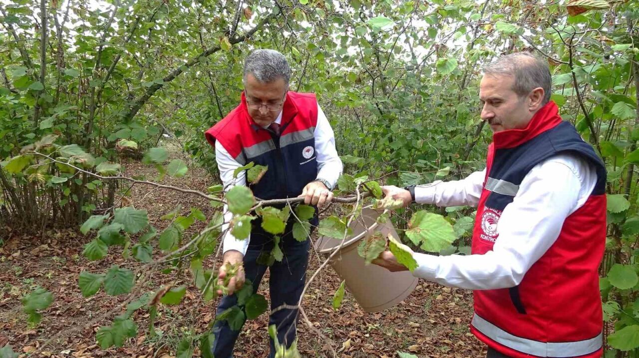 Samsun’da zirai don, fındık rekoltesini düşürdü