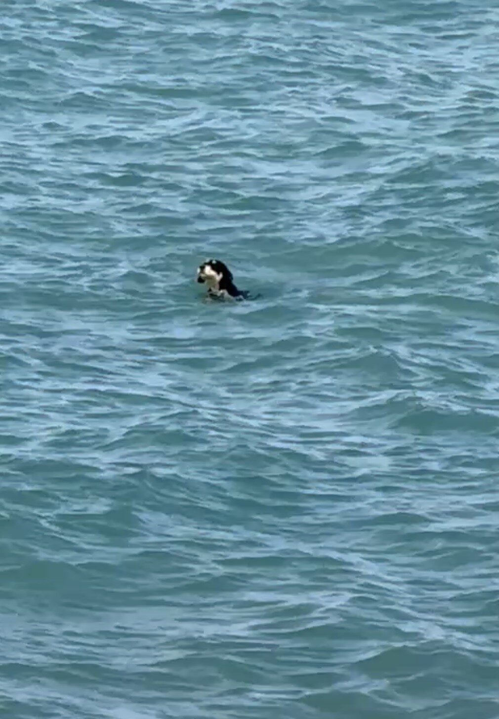 Sıcaktan bunalan köpekler yüzerek serinledi