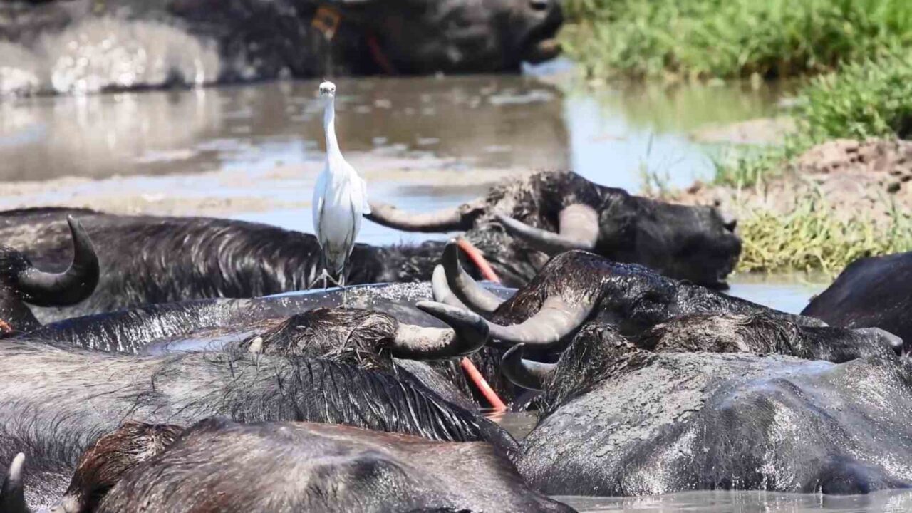 Sıcaktan bunalan mandaların deltadaki serinleme keyfi objektiflere yansıdı