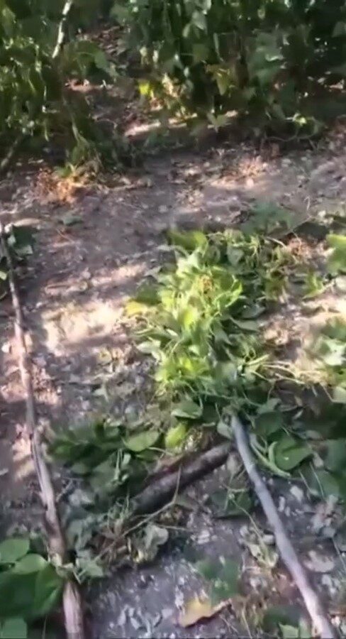 Sinop’ta ayı tedirginliği