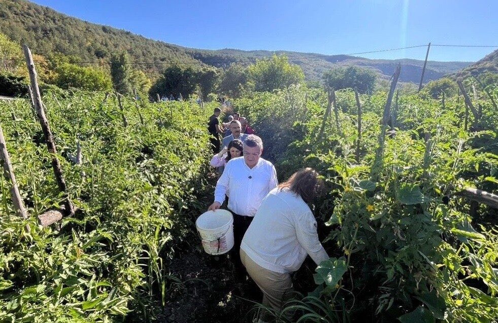 Sinop’ta coğrafi işaretli Gazidere domatesinde hasat başladı