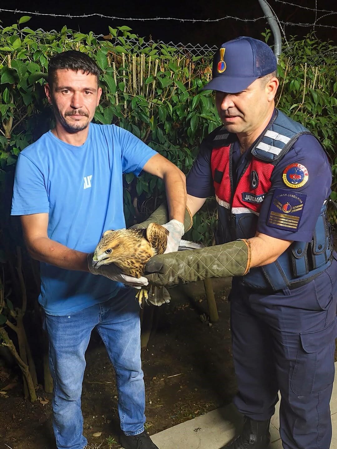 Sinop’ta yaralı şahine jandarma şefkati