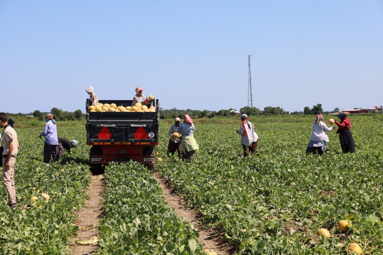 Tarımda planlama eksikliği fiyatları vurdu: Karpuz tarlada 2, markette 8,5 TL