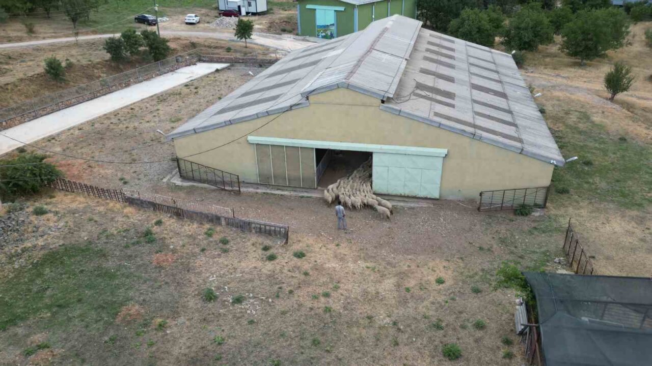 Tescilli Karayaka kuzusu üniversiteli oldu