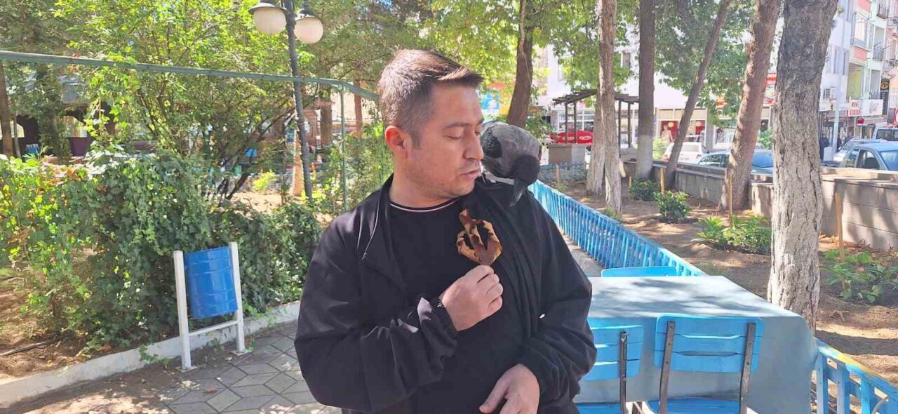 Vatandaşın köpeklerden kurtardığı karga ilçenin maskotu oldu