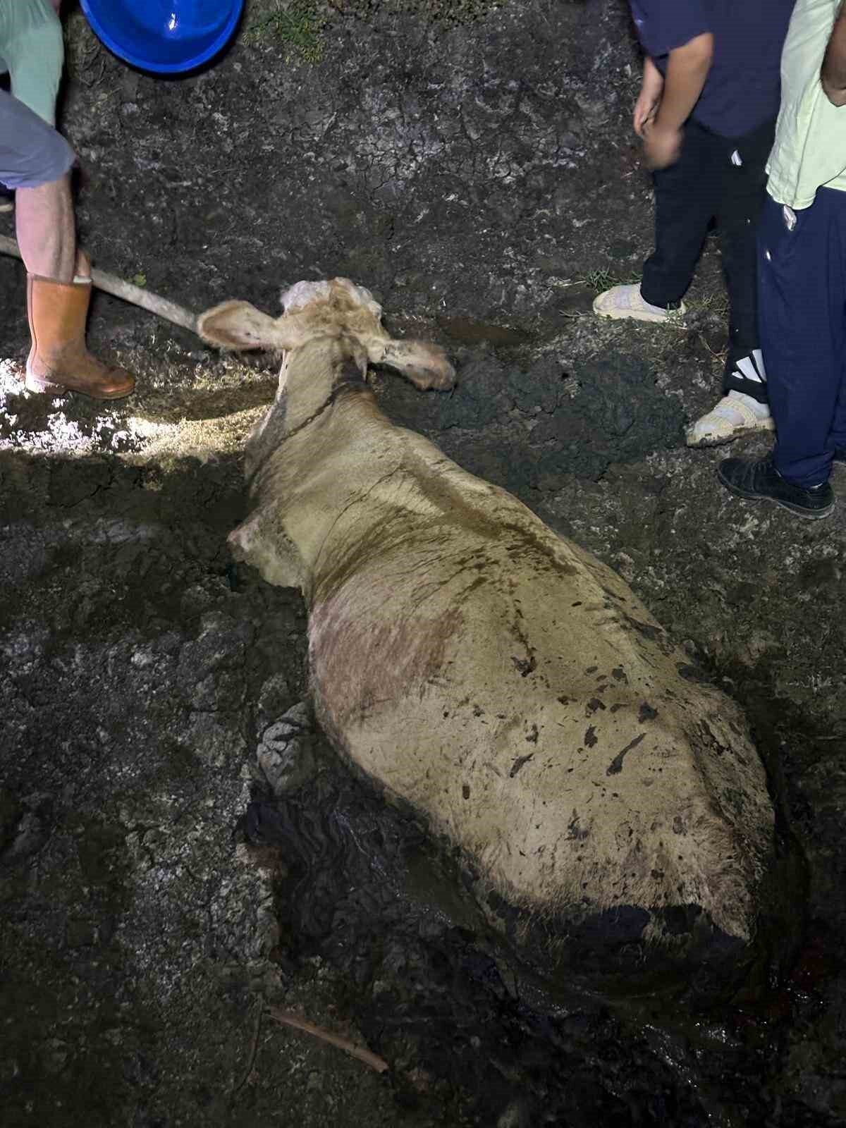 Zonguldak’ta kaybolan büyükbaş hayvan bataklıkta bulundu