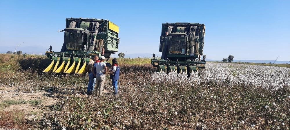 Aydın’da pamuk toplama fiyatı belirlendi
